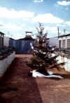 Christmas_70_rsemen_outdoor_tree.jpg (32686 bytes)